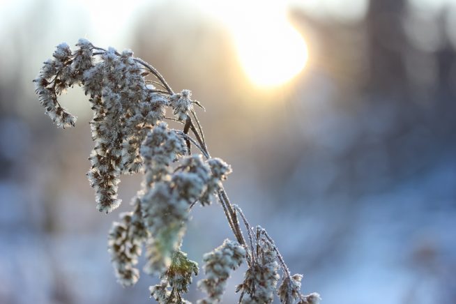 wintergarten-fotos