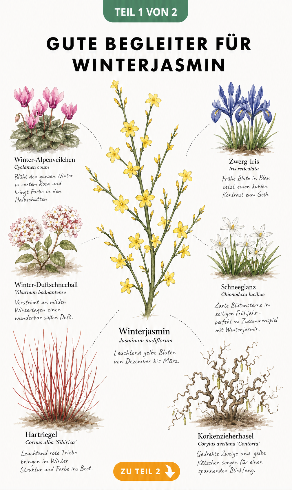 Aquarell-Illustration von Winterjasmin mit Winter-Alpenveilchen, Winter-Duftschneeball, Zwerg-Iris, Schneeglanz, Hartriegel und Korkenzieherhasel