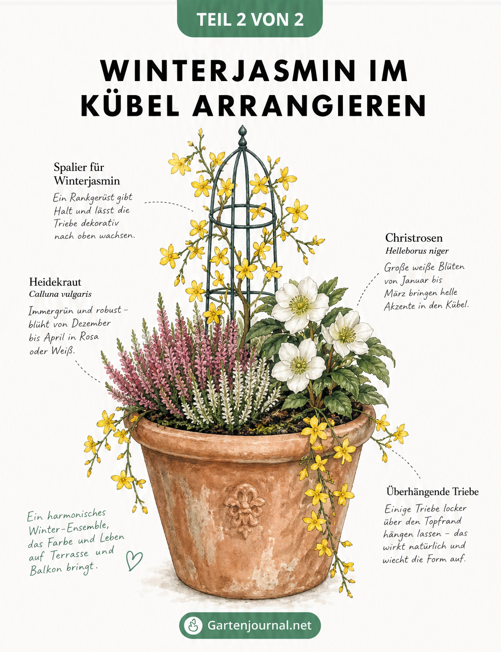 Skizze eines Terrakotta-Kübels mit Winterjasmin am Spalier, unterpflanzt mit Heidekraut und Christrosen