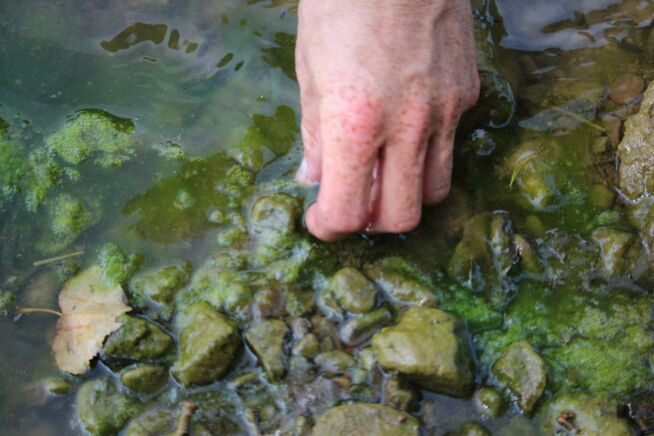 wovon-ernaehren-sich-algen