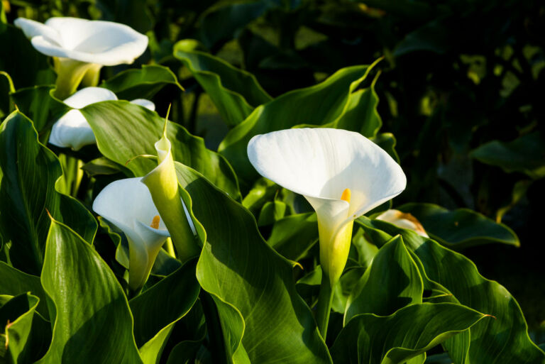 Künstliche Calla Im Topf – 43 Cm Hoch Mit 3 Weißen Blüten – Täuschend Echte Kunstblume
