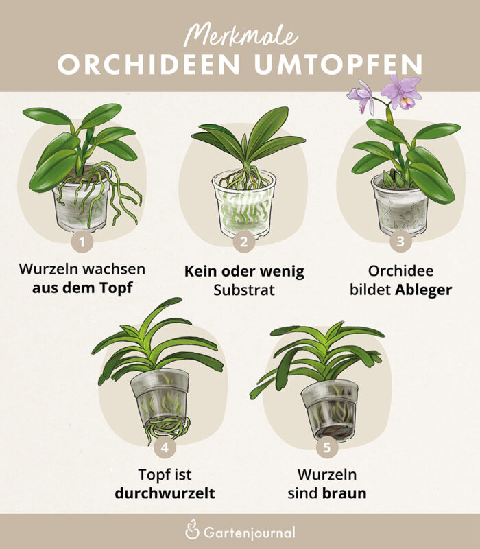 Merkmale die zeigen, wann eine Orchidee umgetopft werden muss als Illustration