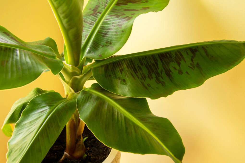 Die Rote Banane » Exotische Frucht im Porträt