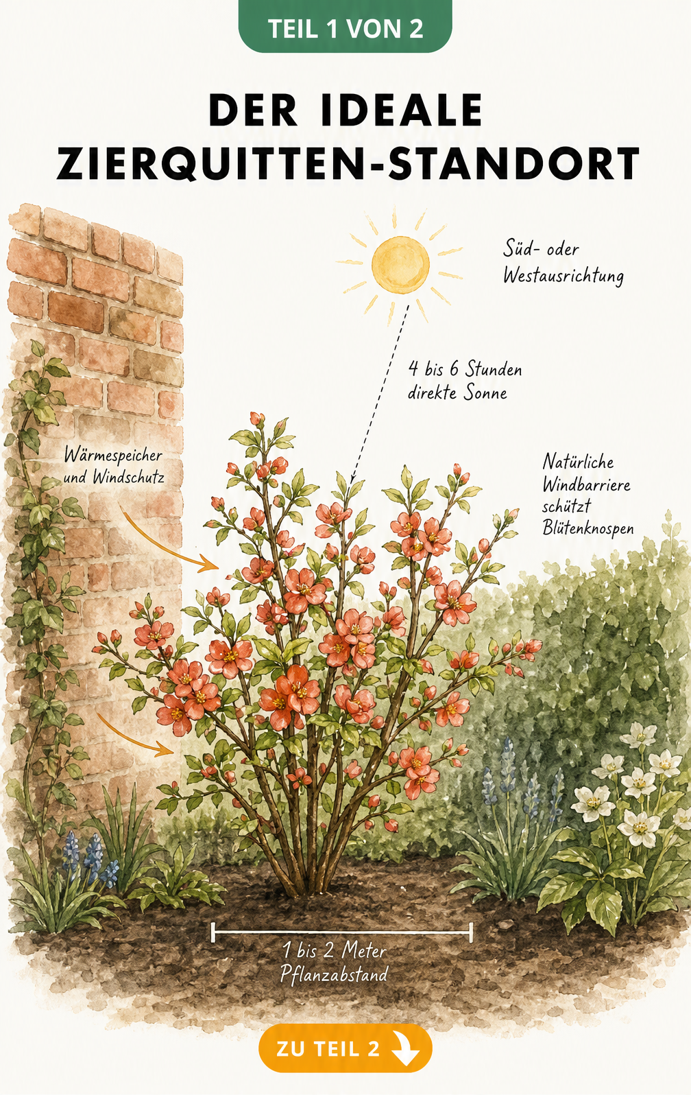 Illustration eines Zierquitten-Strauchs vor einer Hauswand mit Angaben zu Sonnenstunden und Pflanzabstand