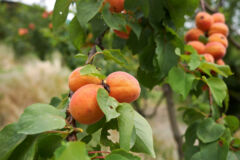 zuckeraprikosen-unterschied-aprikosen